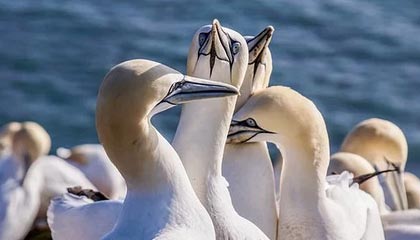 开云平台-森林狼主场告捷唐斯攻防一体，森林狼唐斯缺席