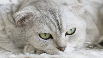 开云官网-中超联赛中国队战平 球员表现稳健，中超联赛中国队战平 球员表现稳健还是稳定