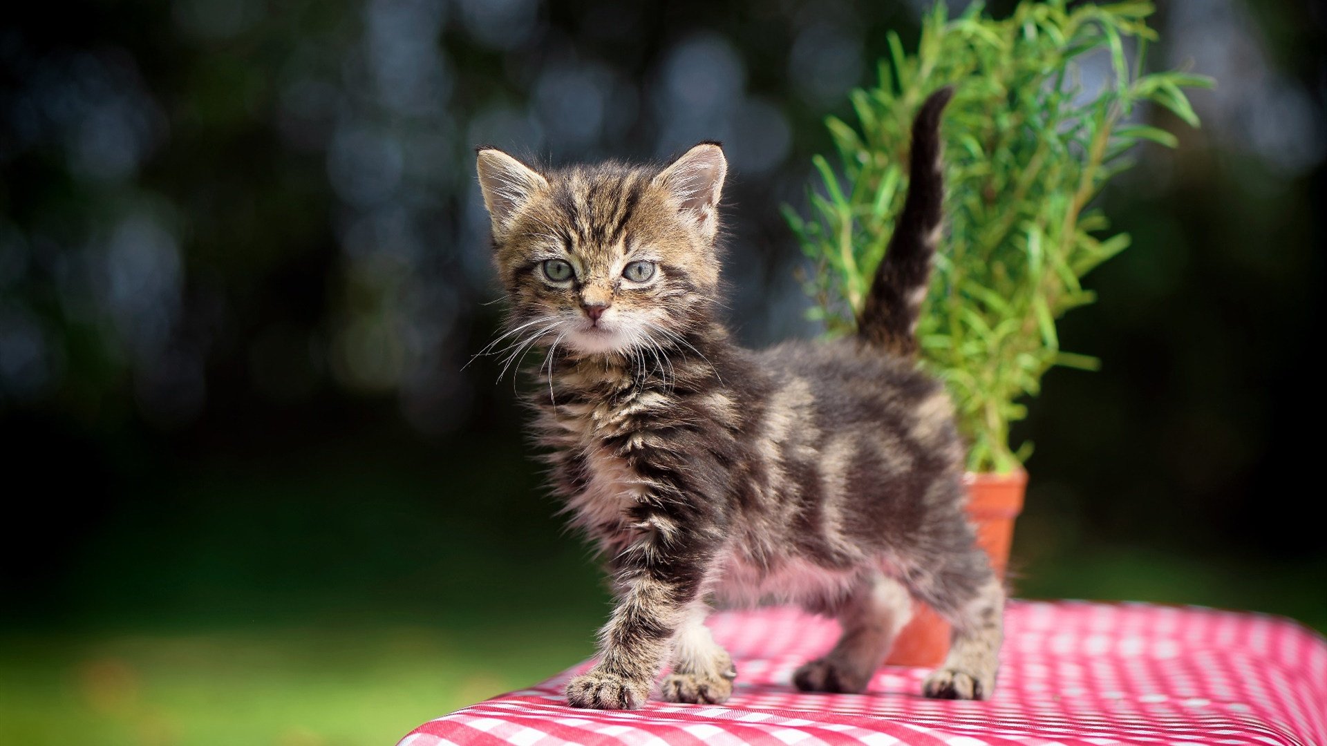 开云官网-_大型模仿秀：名人和运动员的趣味对抗_，中国名人模仿秀