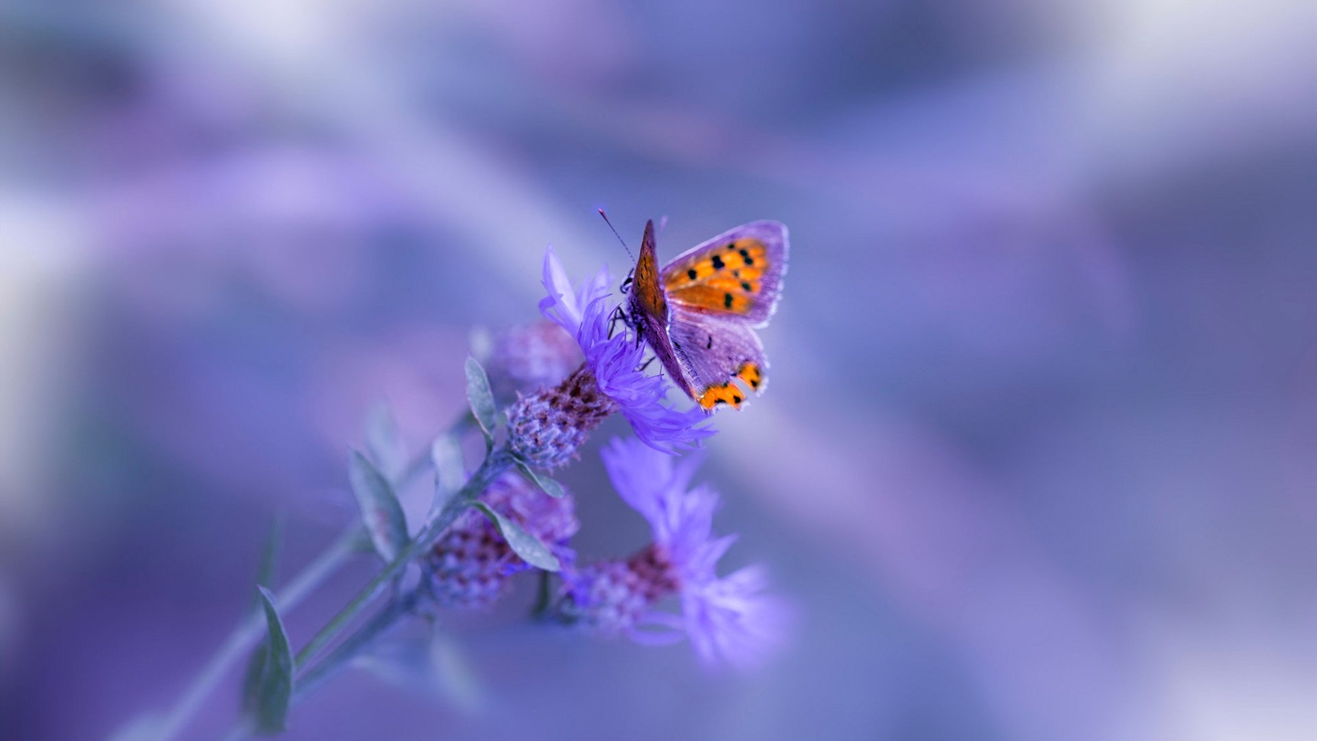 kaiyun官方入口登录-_魔术队士气激增，追逐季后赛梦想_，魔术队2020