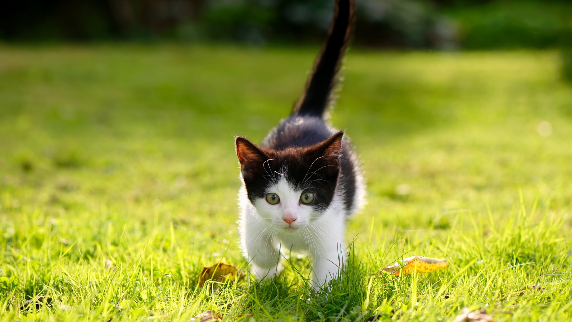 KAIYUNAPP-“西甲星光闪耀，比赛精彩不断”，西甲星星