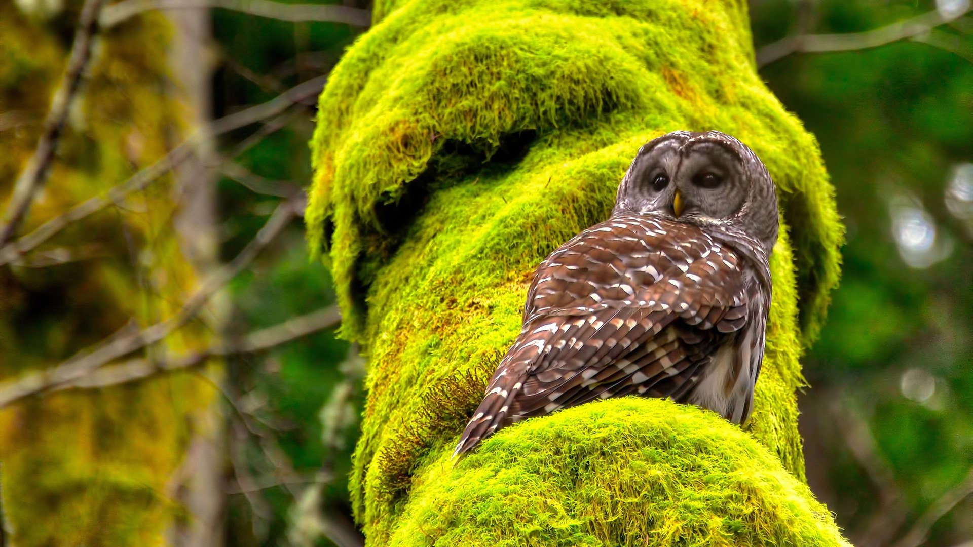 《解密:电竞职业选手的日常训练安排》,电竞选手的训练要求