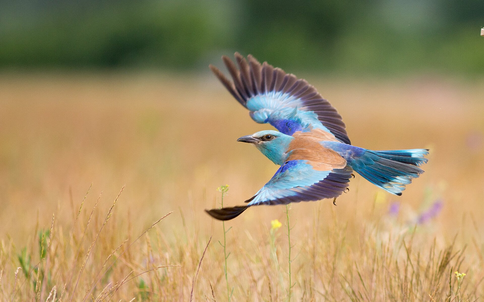 开云官方-【顶级对决】丁俊晖与奥沙利文精彩集锦，谁能问鼎？，丁俊晖与奥沙利文战绩