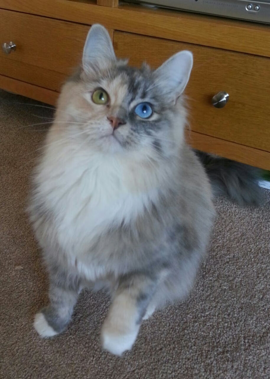 巴西马术队在巴黎奥运会上勇夺团体三项赛金牌，展现强大实力。