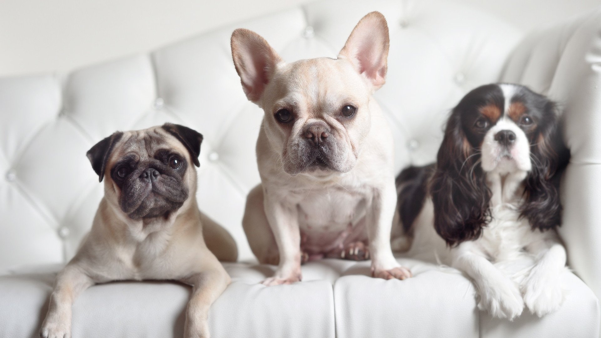 德甲主场氛围带动球队士气，德甲的球场