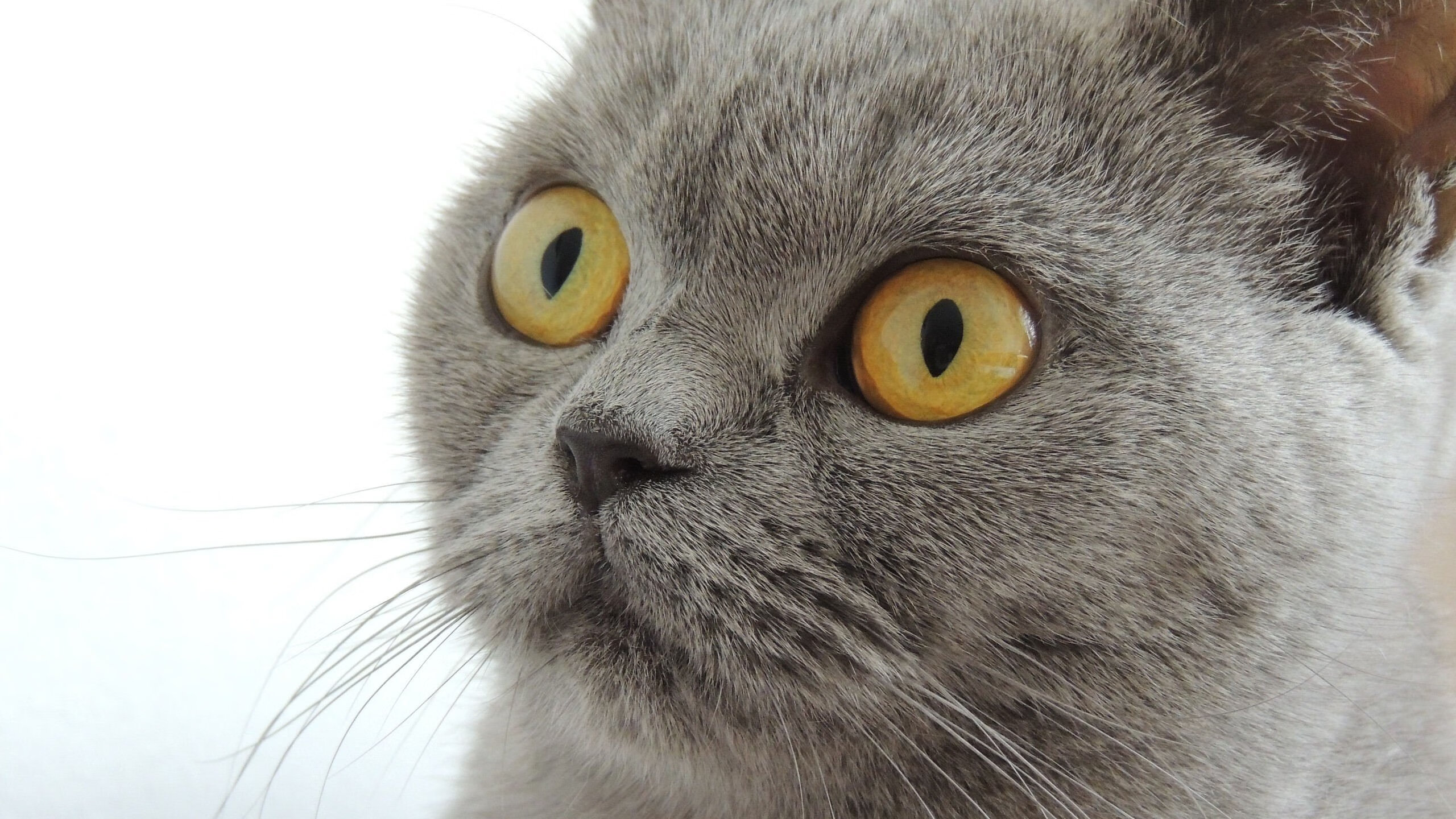 意甲比赛亮点，专家剖析技战术执行与关键数据变化，意甲战术强在哪里