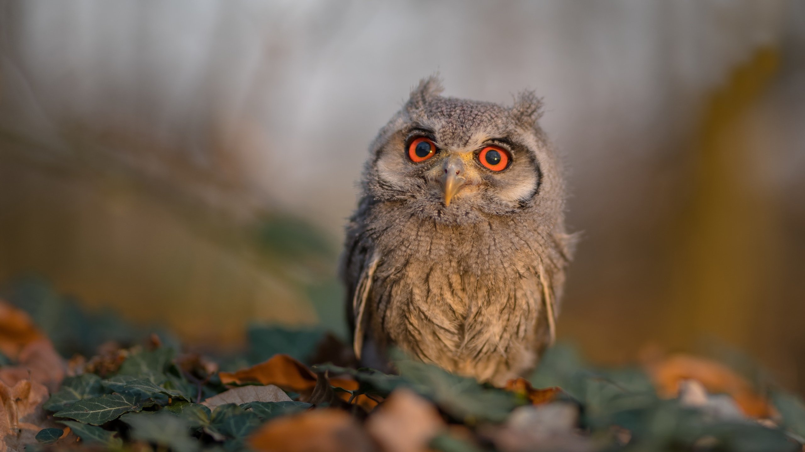 那些年我们追的中场魔术师,中场大师都有谁