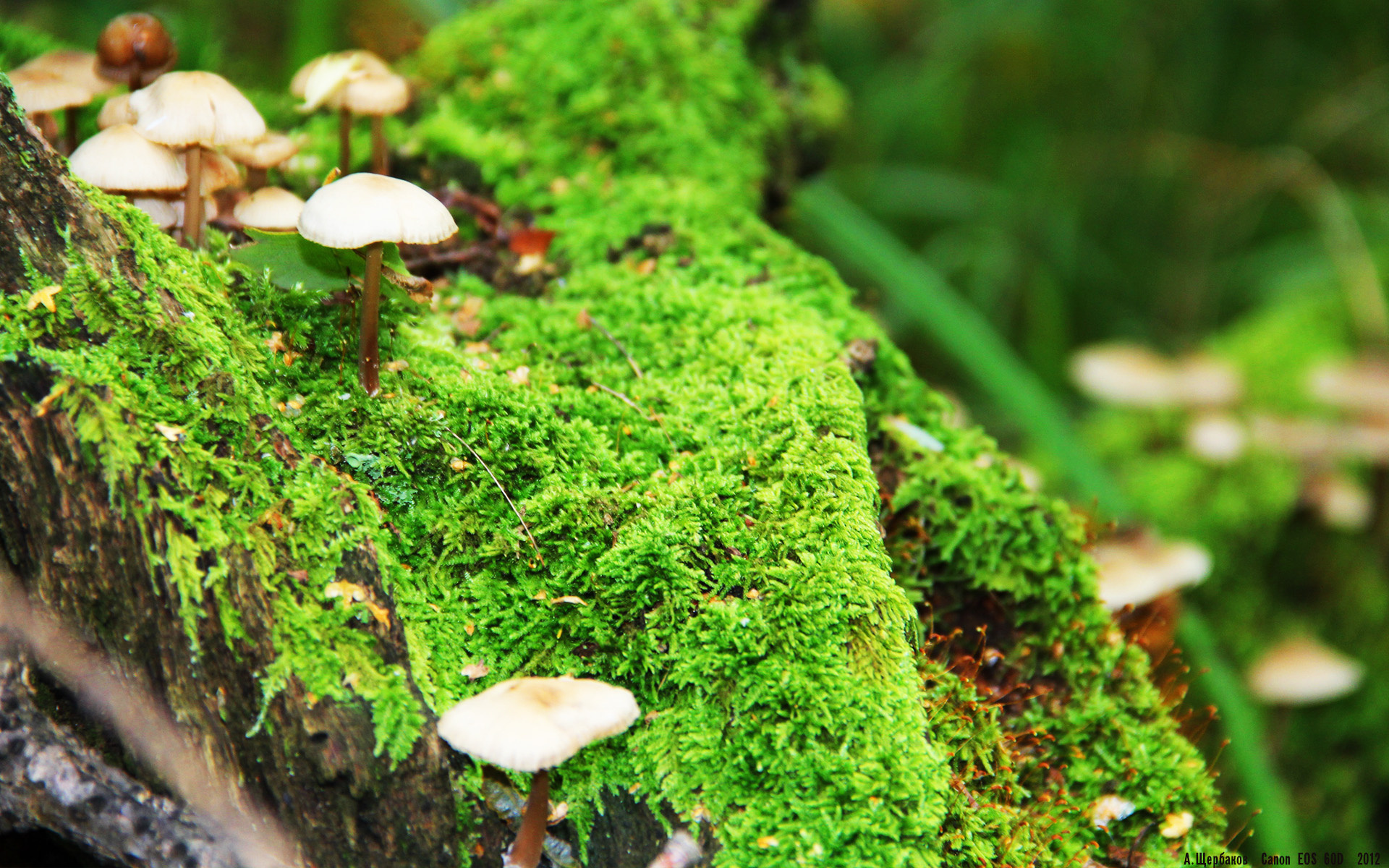 开云中国大陆-LCK研究院发布《2025年电竞教育蓝皮书》，电竞教育论坛