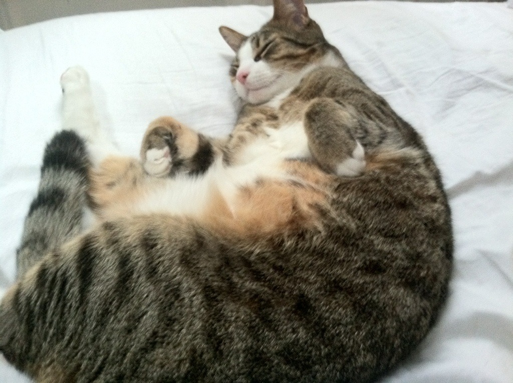 开云中国大陆-中场组织发挥稳定，为前锋输送好球，足球中场前锋