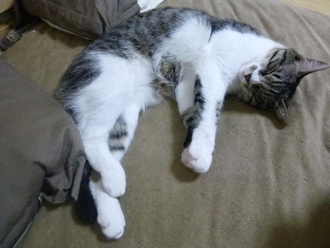 开云网页版-利物浦险胜对手，欧冠之路坎坷不堪！，利物浦队欧冠