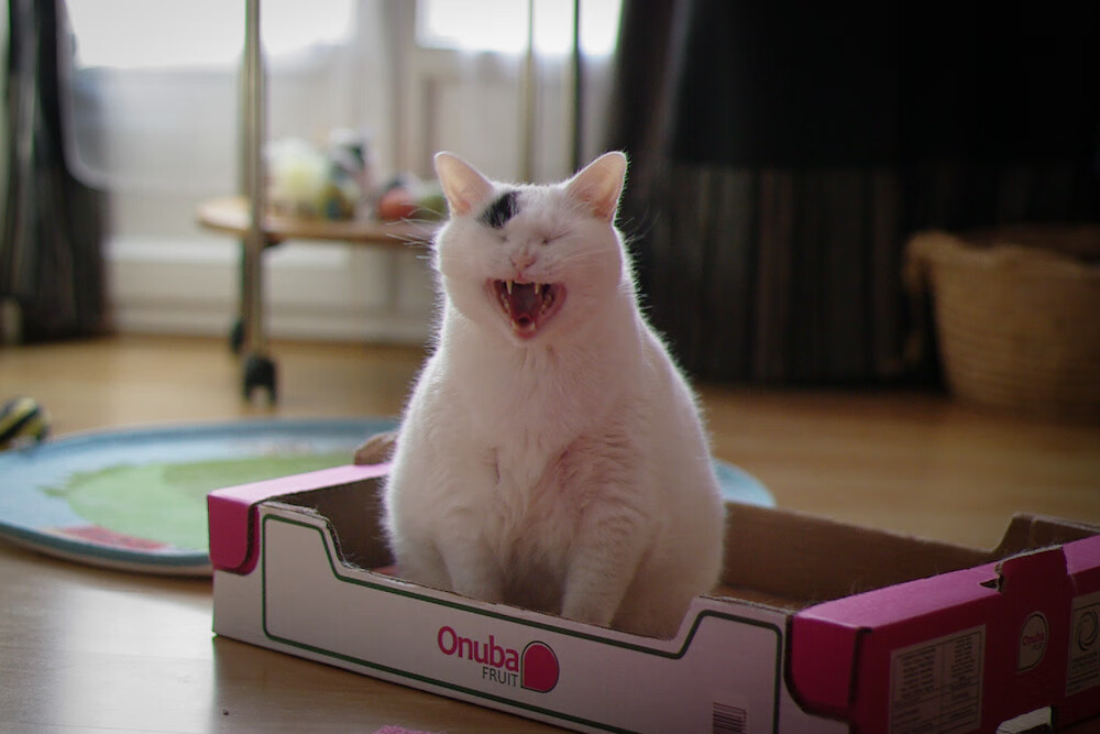 埃弗顿主场战平巴恩斯利，积分维持稳定，埃弗顿对伯恩利首发