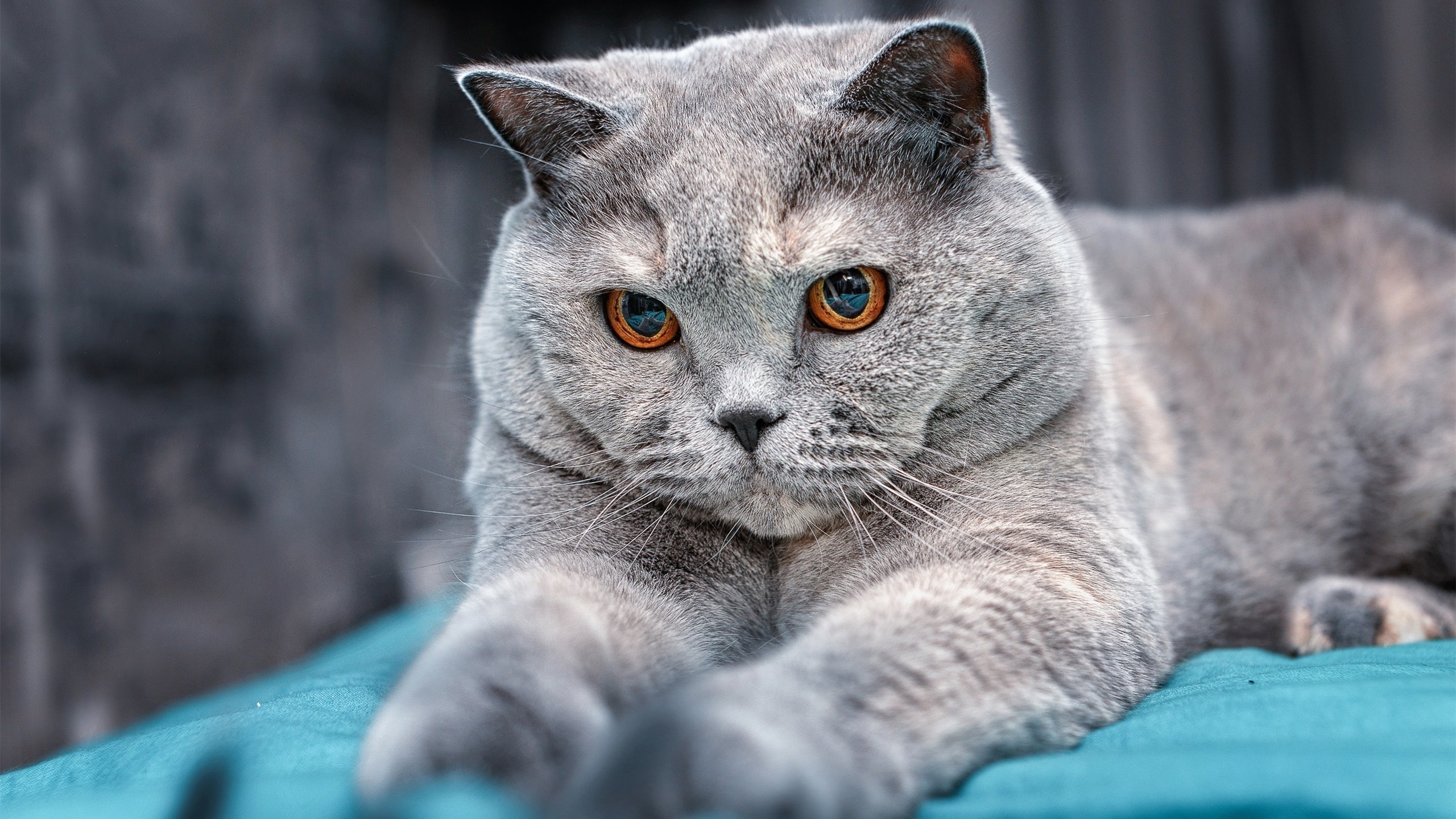 开云官方网站-巴尔干半岛劲旅黑山队！欧预赛最新成绩亮眼！，巴尔干半岛山脉