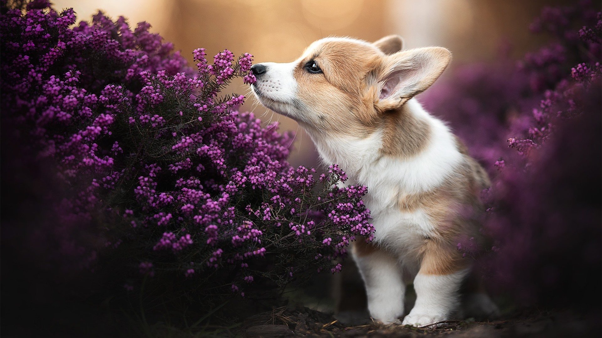 意会赛事热闹开赛，实力强队争夺荣耀，意杯比赛结果