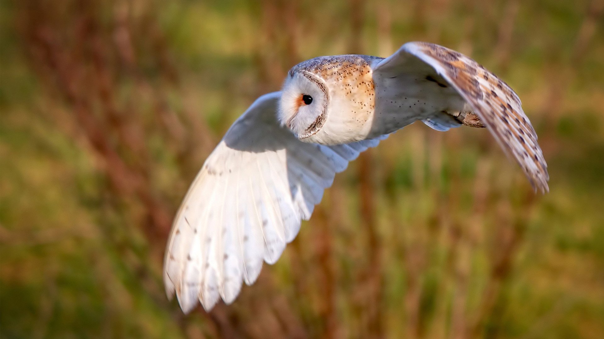 青少年体育锻炼行为形成机制研究,青少年体育锻炼行为形成机制研究报告