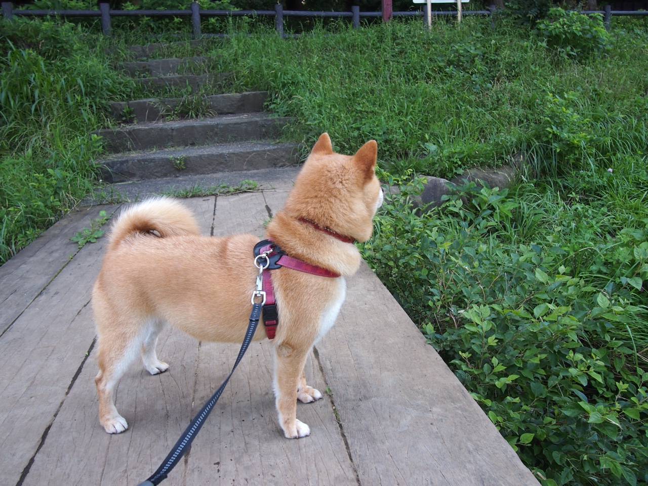 开云中国大陆-“滚球运动：三叉湖赛场成新兴运动的竞技中心”