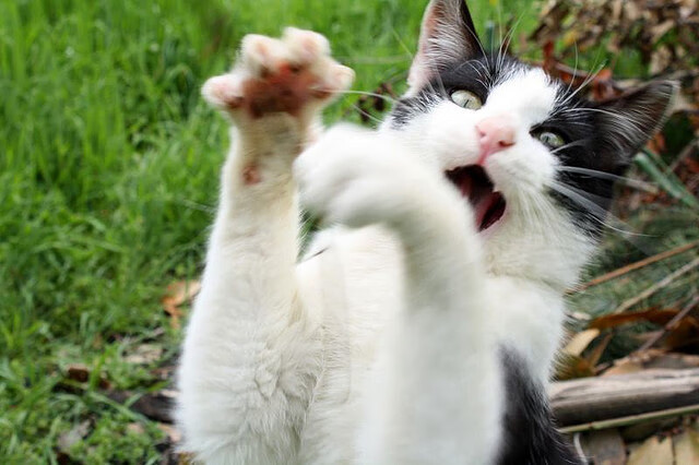 残奥会筹备工作有序推进，开展残奥会的意义