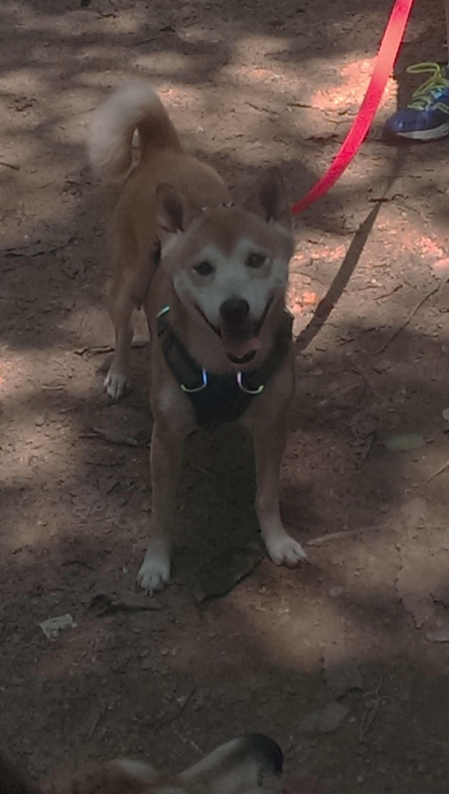 开云·Kaiyun网页版-青训与大学足球脱节影响技术储备，足球青训淘汰率高的原因