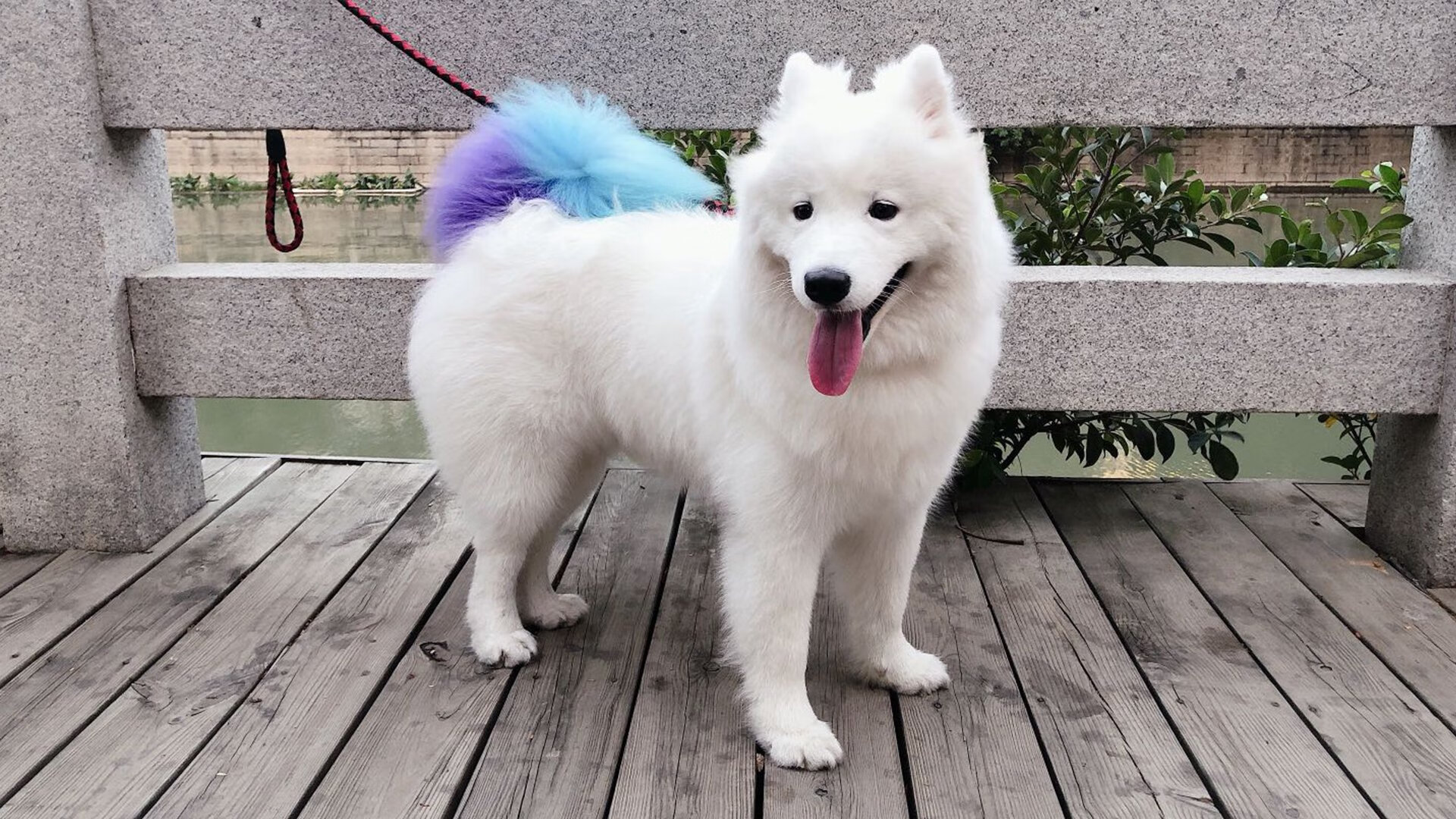 高水平蝶泳划水动作连续性对比，蝶泳划水路线动态图