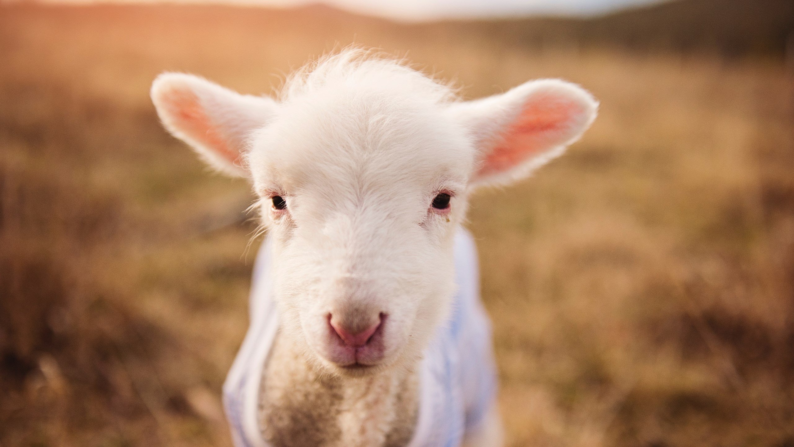 kaiyun.com-中国女子4×200米自由泳接力技术稳健，中国队女子4×200米自由泳接力比赛视频完整版
