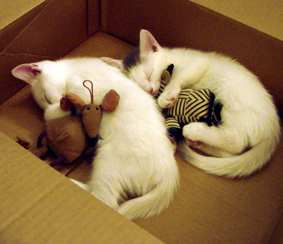 中国女子4×200米自由泳接力技术稳健，中国队女子4×200米自由泳接力比赛视频完整版