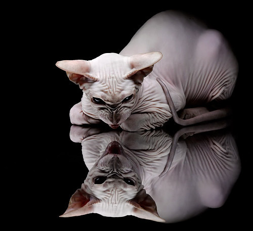 kaiyun体育app-体育新闻中心发布运动员公益活动登记办法，体育公益组织