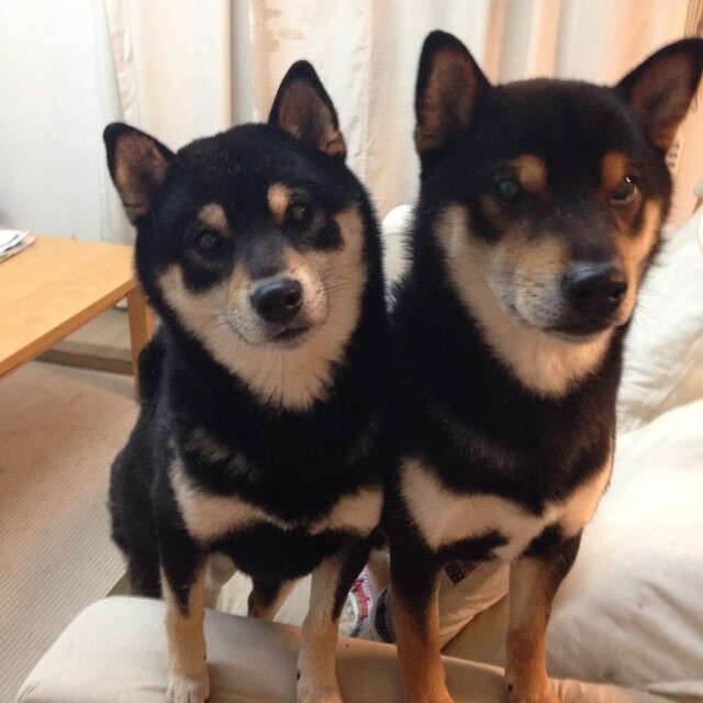 决赛现场聚焦赫梅列夫斯基精彩表现，赫梅利尼茨基勋章