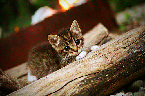 kaiyun中国官方网站-地方体育局与足协合作推动青训资源下沉到基层，足协每年给体育总局多少钱