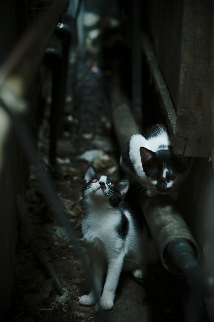 开云网站-塔图姆抢断致胜凯尔特人球队重返前八，塔图姆34分 凯尔特人胜雄鹿