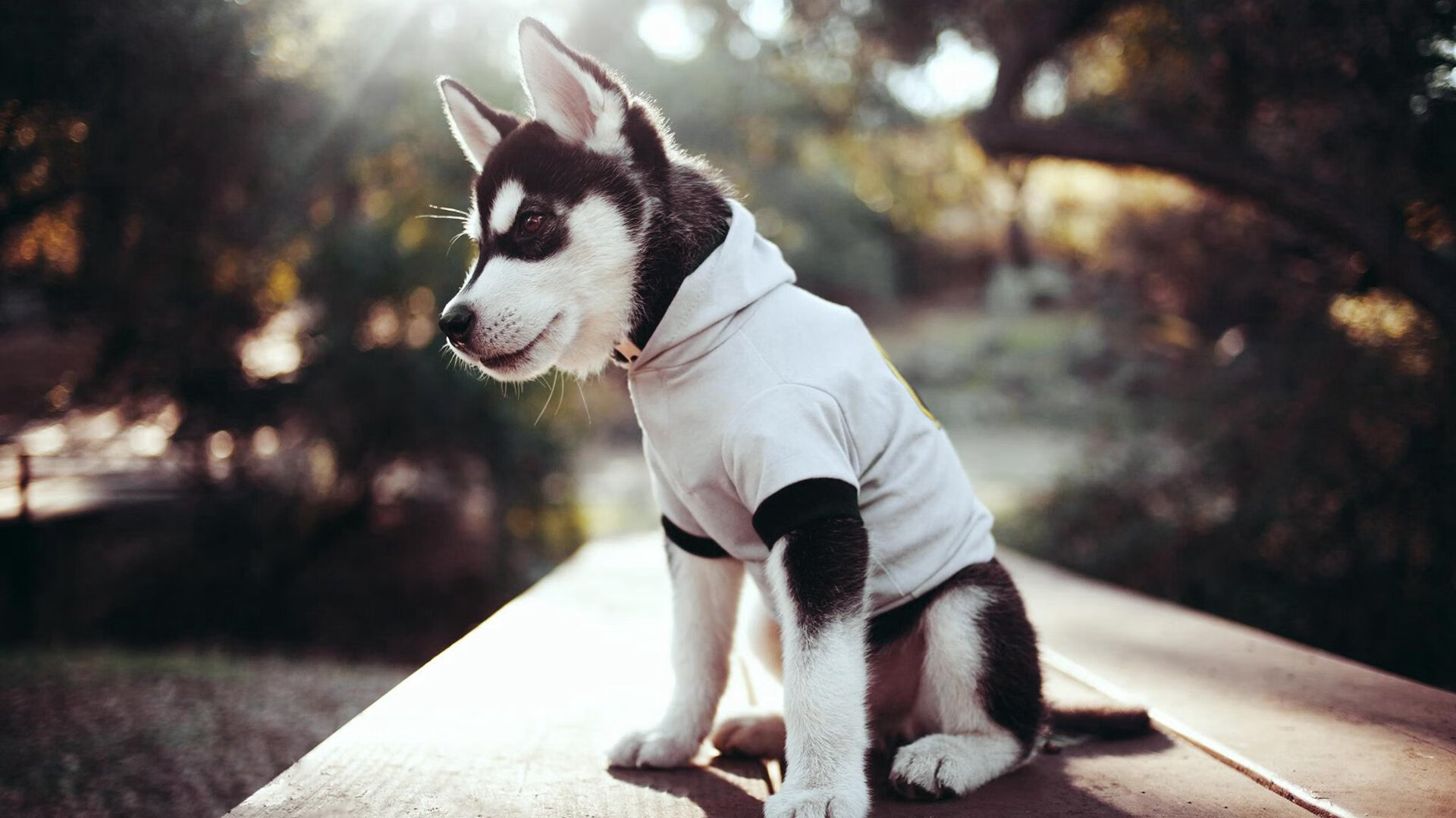 拜仁慕尼黑稳坐榜首，向三冠王迈进