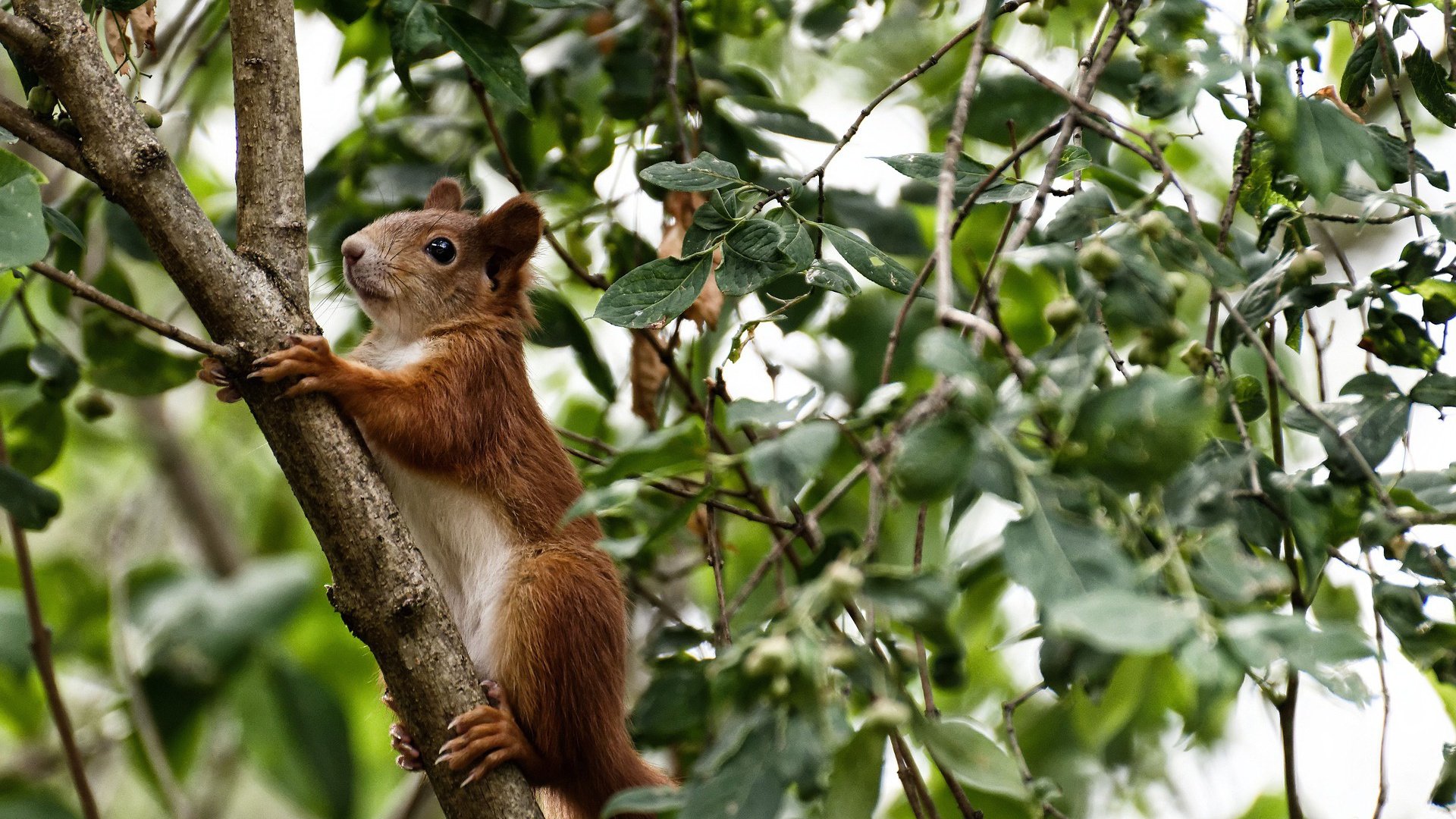 开云入口-法甲团队合作：一场战役全队配合完美演绎，法甲各队关系