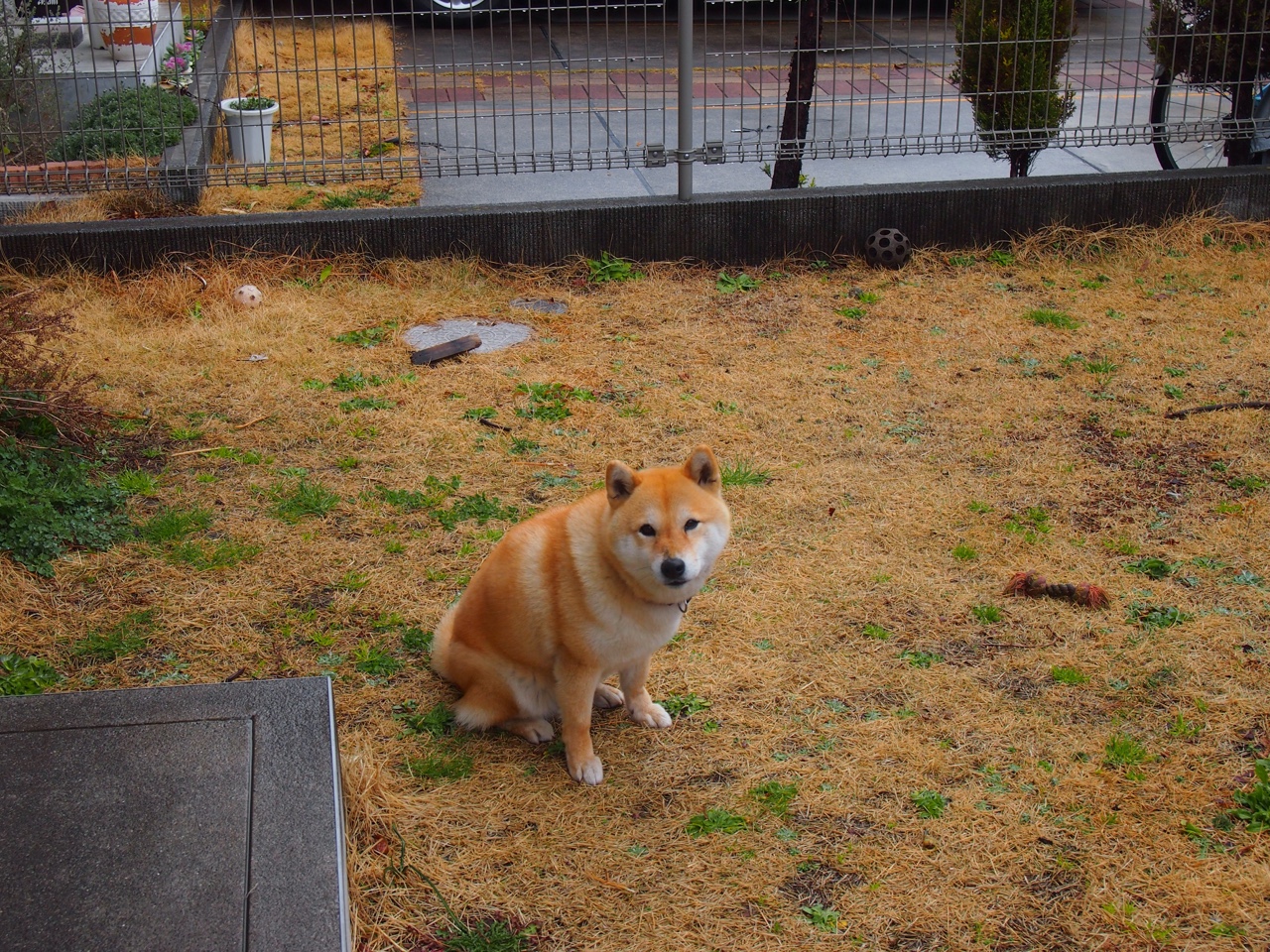 美洲杯明星奋战：个人突破助球队登顶！，美洲杯人员名单