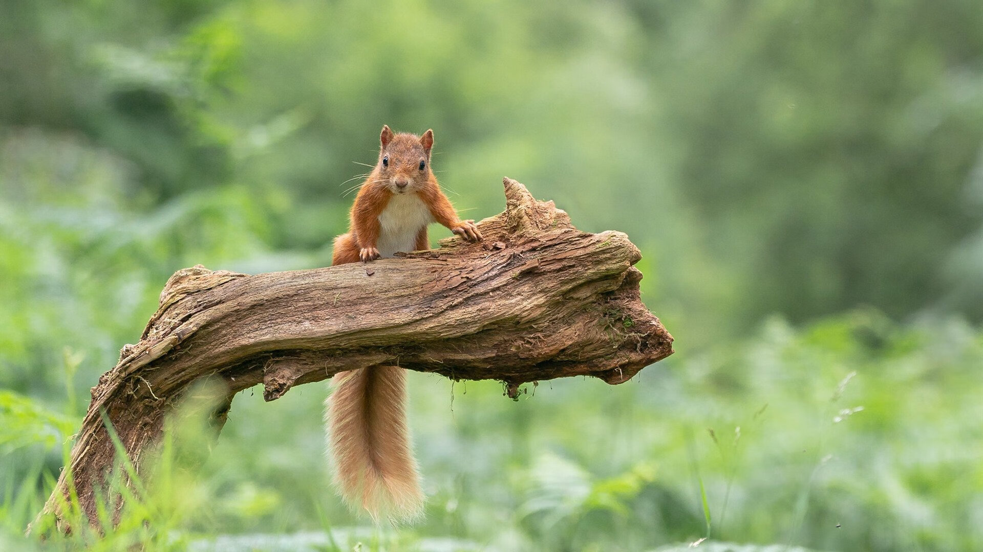 苏炳添在专项训练中完成高难测试，苏炳添的比赛项目