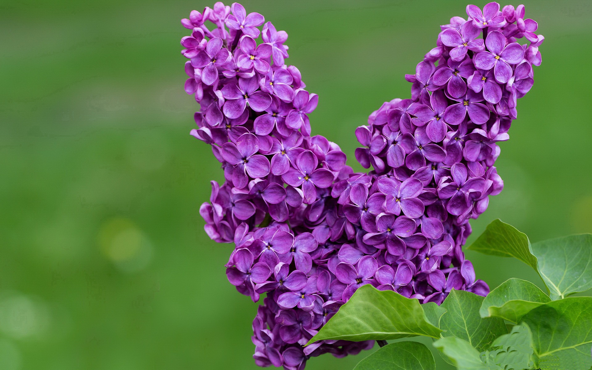 英国球迷赴现场观赛热情高涨 创历史新高,英国看球赛